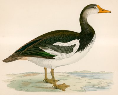 Oca dalle ali speronate da Beverley R. Morris