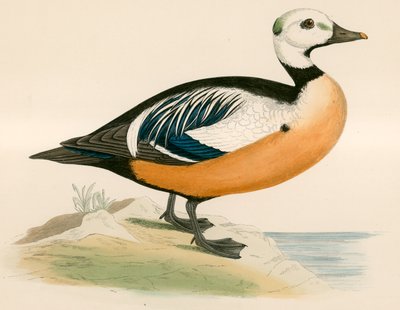 Anatra occidentale di Steller da Beverley R. Morris