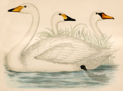 Cigni da Beverley R. Morris