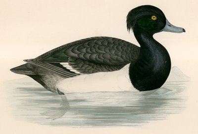 Anatra ciuffata da Beverley R. Morris