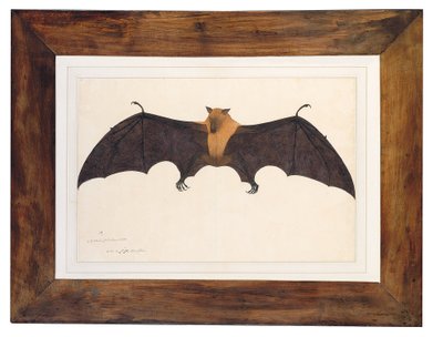 Grande pipistrello della frutta indiano da Bhawani Das