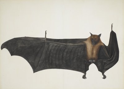 Grande pipistrello della frutta indiano da Bhawani Das