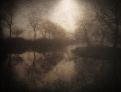 Riflesso nella foresta nebbiosa da Bill Eiffert