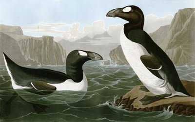 Grande Auk da Bird Artist of America. John James Audubon
