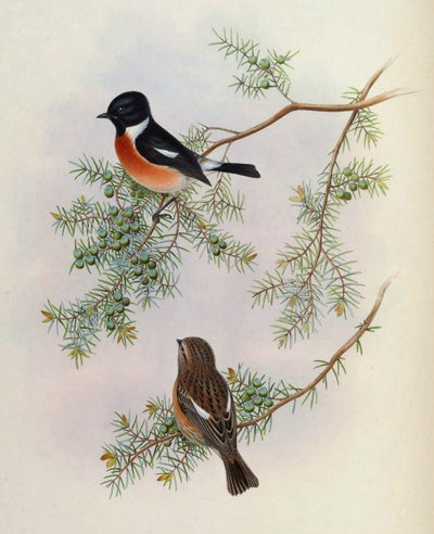 Saxicola maurus indicus, su Juniperus formosana. Da The Birds of Asia (John Gould), Volume 4 da BirdsAsiaJohnGoIVGoul_0144.jpg