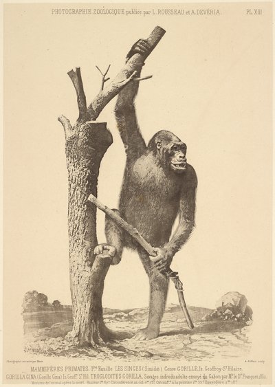 [Gorilla] da Bisson Frères