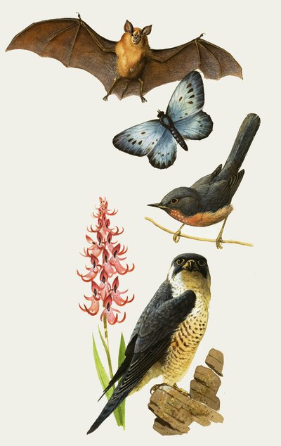 La fauna selvatica britannica è minacciata di estinzione da Bob Hersey
