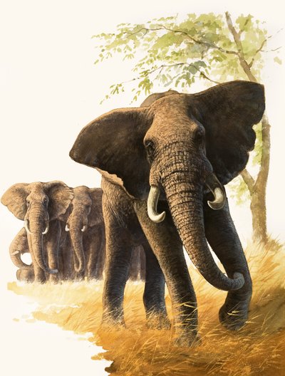 Toro elefante che fa la guardia a femmine e piccoli da Bob Hersey