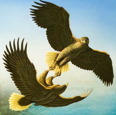 Aquile di mare (gouache su carta) da Bob Hersey