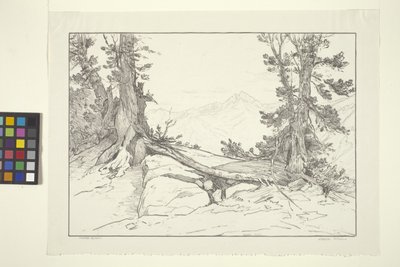 Pini della Sierra da Bolton Coit Brown