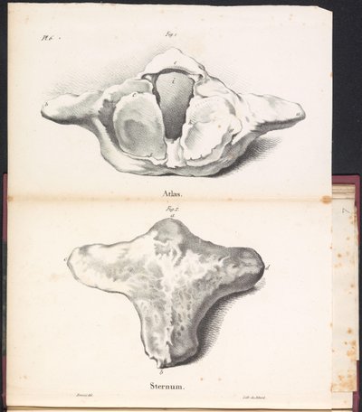 Atlante e sterno della balena, 1827 da Bossuet