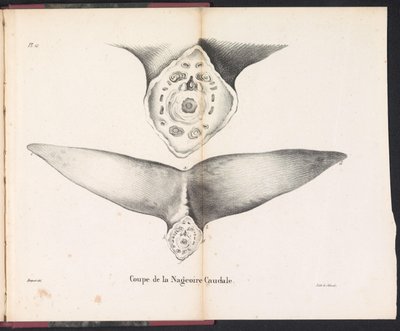 Sezione della pinna caudale della balena da Bossuet