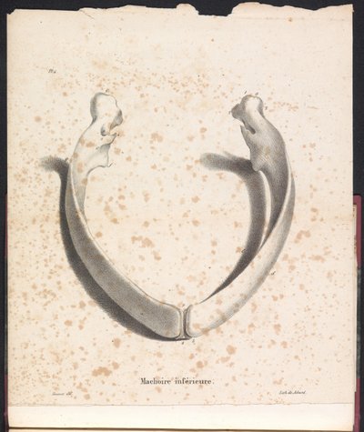 Mandibola inferiore della balena, 1827 da Bossuet