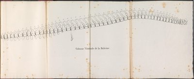 Colonna vertebrale della balena, 1827 da Bossuet