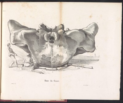 Teschio della balena, 1827 da Bossuet