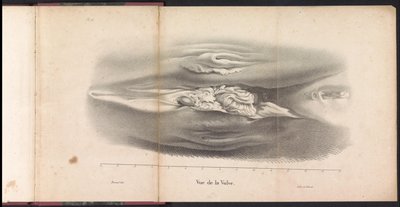 Organi genitali femminili della balena, 1827 da Bossuet