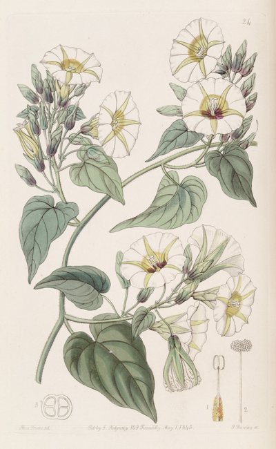 Merremia umbellata da Botanical Register