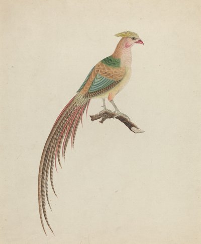 Fagiano dorato (Chrysolophus pictus) da British 18th Century
