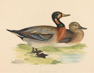 Anatra bimaculata da British 19th Century