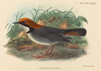 Uccello (Larvivora Ruficeps) da British 19th Century