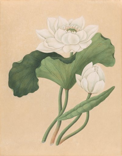 Loto indiano orientale (Nelumbo nucifera) da British 19th Century