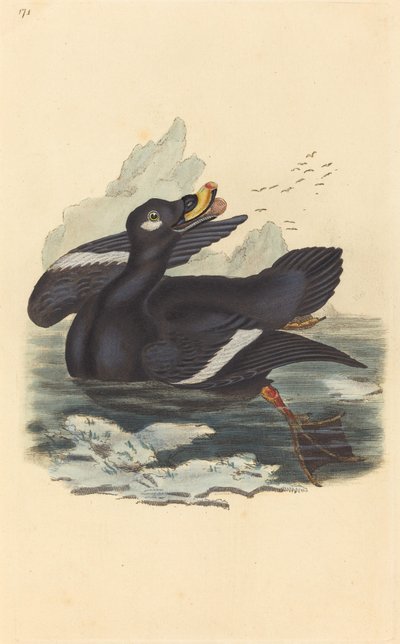Anatra di velluto da British 19th Century