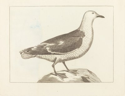 Uccelli acquatici da British 19th Century