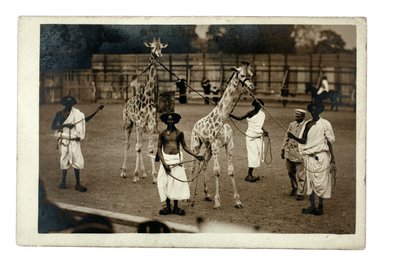 Giraffe e i loro conduttori somali, c.1905 da British Photographer