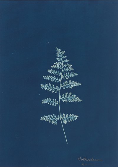 Hothocleana, c. 1850 (foto) da British Photographer