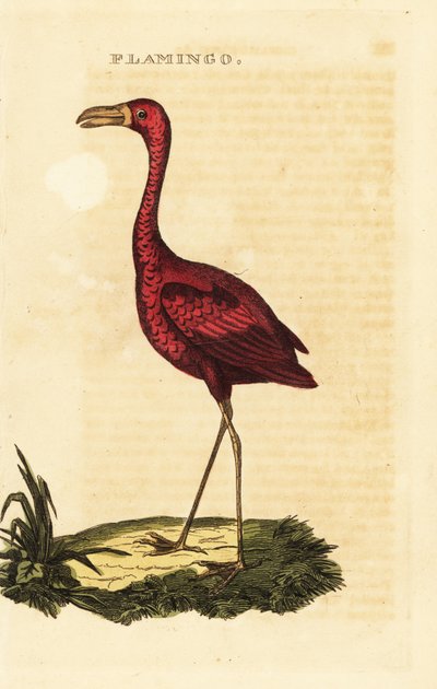 Fenicottero americano, Phoenicopterus ruber da British School