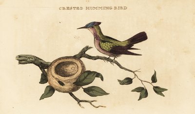 Colibrì crestato delle Antille, Orthorhyncus cristatus da British School