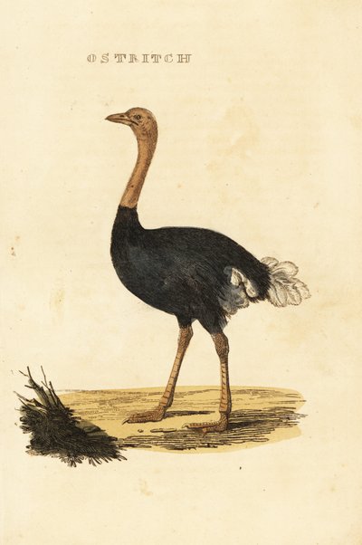 Struzzo comune, Struthio camelus da British School