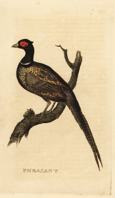 Fagiano comune, Phasianus colchicus da British School