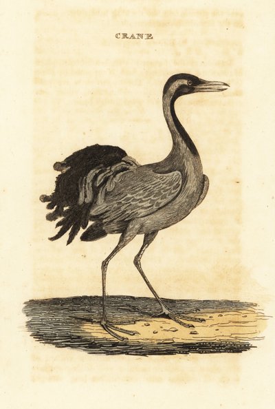 Gru demoiselle, Grus virgo da British School