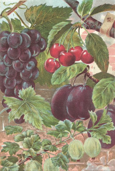 Frutti: uva, ciliegie, prugne da British School