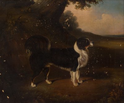 Ritratto di un cane da British School