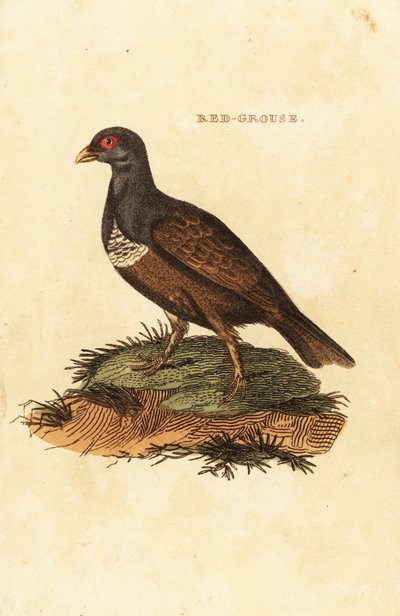 Gallo cedrone rosso, Lagopus lagopus scotica da British School