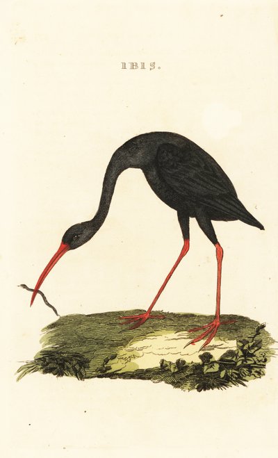 Ibis dalla coda appuntita, Cercibis oxycerca da British School