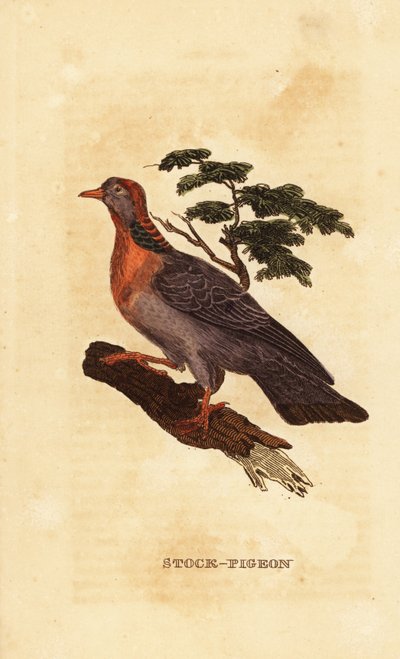 Colombella, Columba oenas da British School