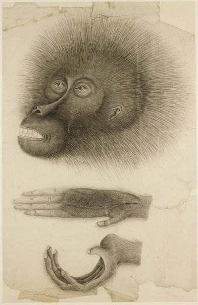 La testa e le mani di un orangutan, c.1818-30 da British School