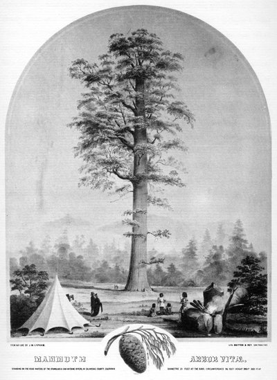Un albero alto, California, USA, XIX secolo da Britton and Rey