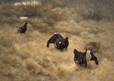 Gioco di accoppiamento del gallo cedrone nel muschio da Bruno Andreas Liljefors