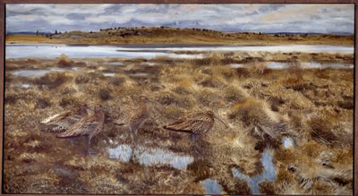 Chiurli Uccelli nelle paludi. Dipinto di Bruno Andreas Liljefors (1860-1939) 1913 Sole. 1,19x2,2 m da Bruno Andreas Liljefors