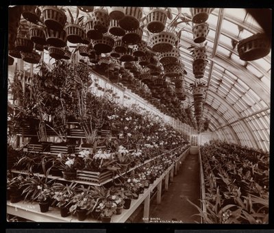 Orchidee in una serra presso la tenuta di Helen Gould (ex residenza di Jay Gould) a Tarrytown, New York, 1894 da Byron Company