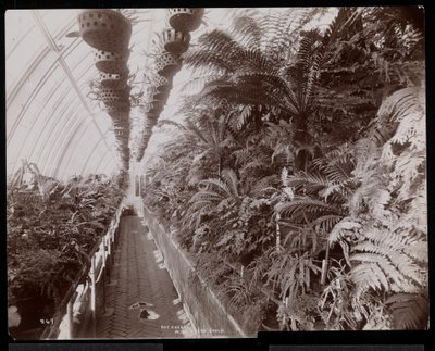Piante in una serra nella tenuta di Helen Gould (ex residenza di Jay Gould) a Tarrytown, New York, 1894 da Byron Company