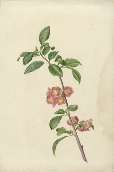 Ramo fiorito di ciliegio giapponese da C.J. Kruimel