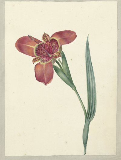 Fiore chiamato Ferraria Tigrina da C.J. Kruimel