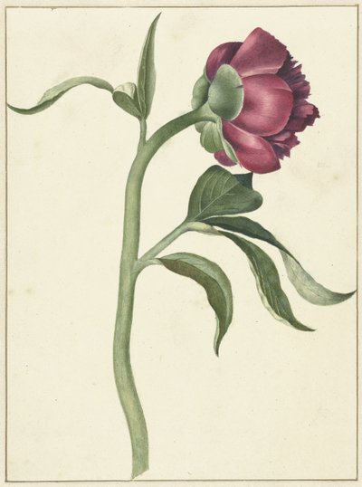 Fiore di peonia da C.J. Kruimel