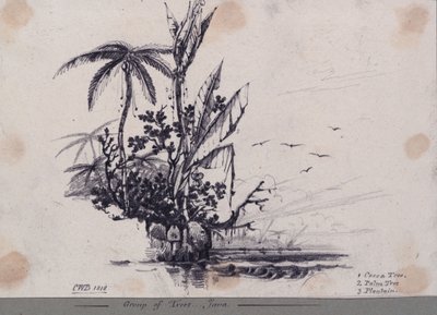 Gruppo di alberi.... Giava. 1. Albero di cacao, 2. Palma, 3. Piantaggine da C.W. Browne