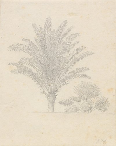 Palma e gruppo di foglie da Christoffer Wilhelm Eckersberg